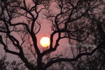 Wordless Wednesdays’ Silhouetted African Bush Sunsets