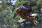 High Flying at Falcon Ridge – Birds of Prey Centre