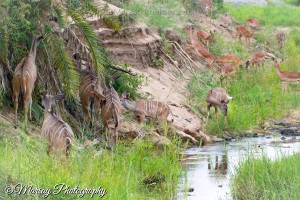 Kudu and Impala on a River Bank, Kruger National Park, South Africa. (2015)